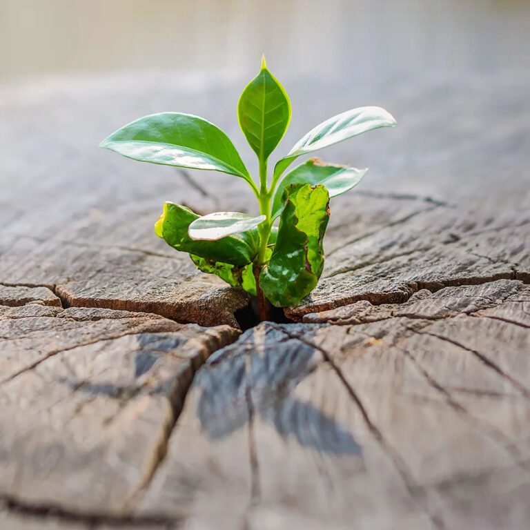 Crisis como Oportunidad: Cómo transformar el dolor en crecimiento